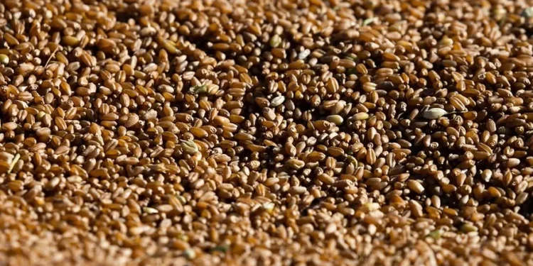 Importações de trigo em 2024 já alcançam o mesmo volume de todo o ano passado