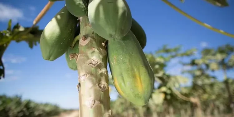 Preço do mamão sobe pela terceira semana consecutiva