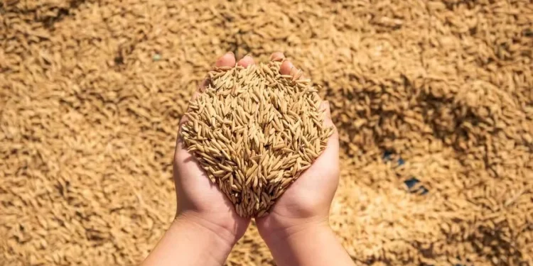 Exportações de arroz caíram 2,7% em julho e importações cresceram 60,6%