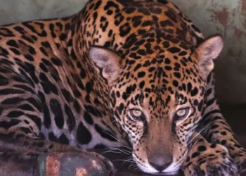 Uma das espécies resgatada no Pantanal, devido aos incêndios que ocorrem no bioma • Divulgação/Secom-MS