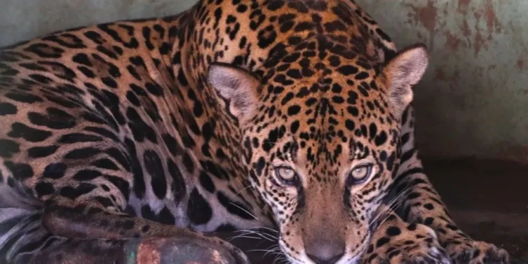 Onças resgatadas após incêndios no Pantanal se recuperam e podem voltar à natureza em 30 dias