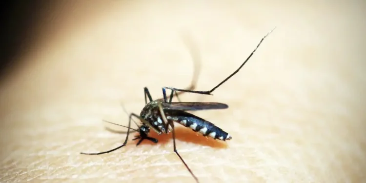 Mosquito é o animal que mais mata no mundo; veja os cuidados