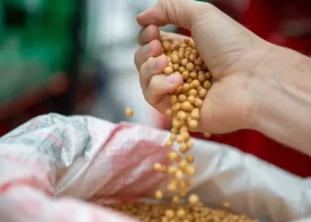 Mesmo com clima adverso na produção, não deve haver falta generalizada de sementes, segundo Croplife Brasil — Foto: Grégori Bertó/Palácio Piratini