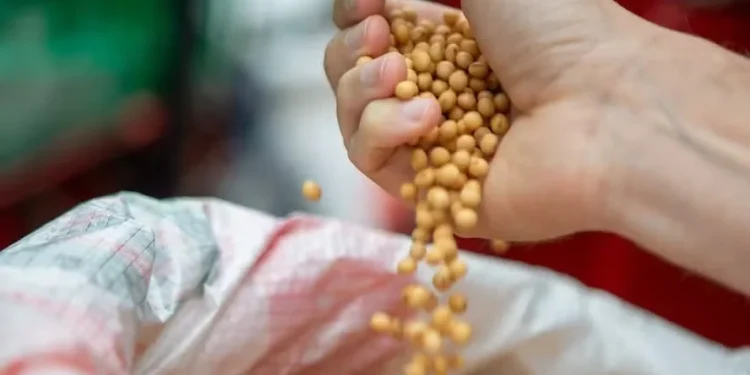 Calor e estiagem afetam produção de sementes de soja para a safra 2024/25