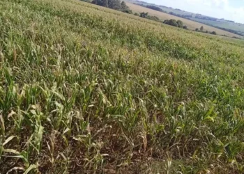 Seca derruba rendimento da safrinha de milho