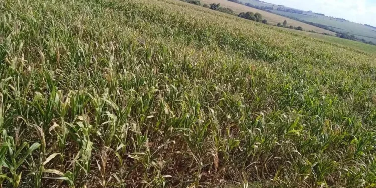 Seca derruba rendimento da safrinha de milho