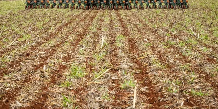 Clima prejudica qualidade das sementes de soja no Brasil