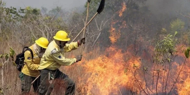 Pará decreta estado de emergência ambiental por incêndios florestais