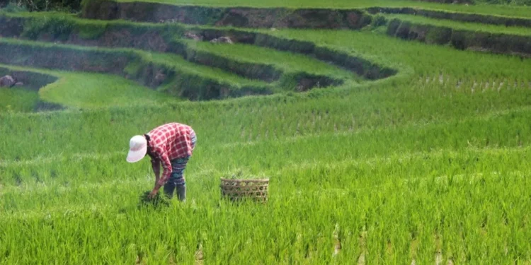 Fiagros ofertam R$ 465,1 mi em julho, 2º melhor resultado mensal do ano, diz Anbima