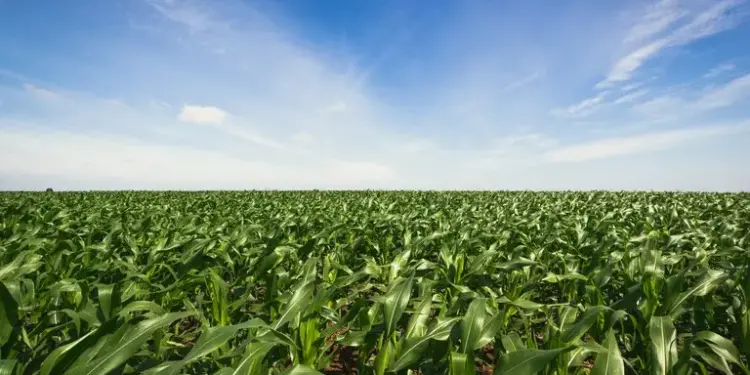 Agro é o setor com mais cooperativas no Brasil, mas faturamento total recua