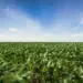 Agro é o setor com mais cooperativas no Brasil, mas faturamento total recua