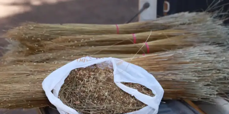 Governo do Tocantins lança Operação Capim-Dourado 