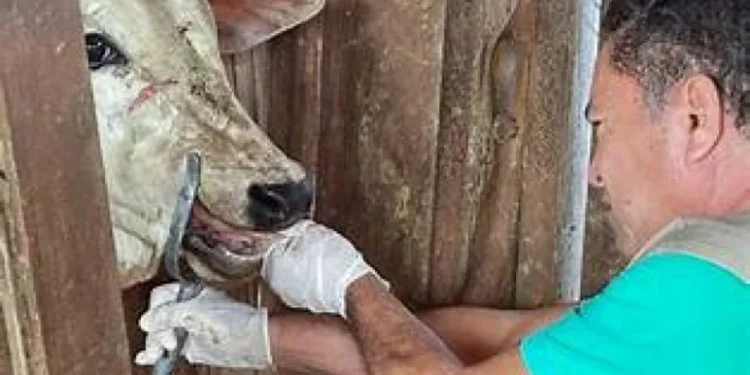 Governo do Tocantins debate ações de prevenção e combate às arboviroses