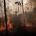 Ações do governo não são suficientes por conta de queimadas não naturais, diz secretário de Controle do Desmatamento