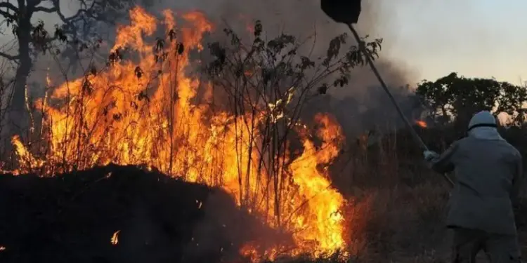 Julho de 2024 bate recorde histórico de focos de incêndio no Amazonas, aponta Inpe