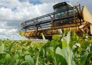 Com mais de 1,5 milhão de hectares para cultivo da soja, Tocantins inicia plantio da safra 2024/2025 dia 1º de outubro