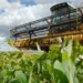 Com mais de 1,5 milhão de hectares para cultivo da soja, Tocantins inicia plantio da safra 2024/2025 dia 1º de outubro