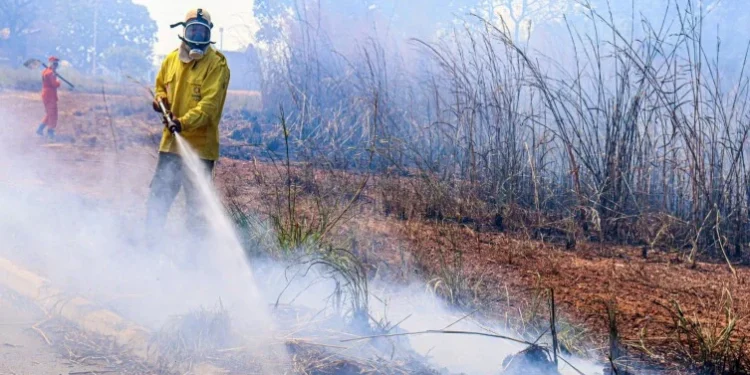 Governo do Tocantins abre processo seletivo para contratação emergencial de brigadistas florestais
