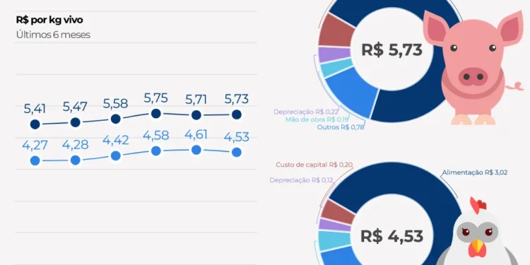 Custos de produção de frangos de corte caem em agosto; produzir suíno ficou mais caro