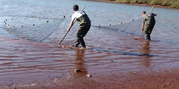 Naturatins inicia ações de monitoramento da arraia-maçã para conservação de espécie criticamente ameaçada