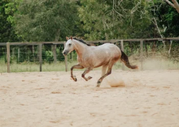 O curso acontece durante os dias 16 e 17 de setembro, em Araguaína.