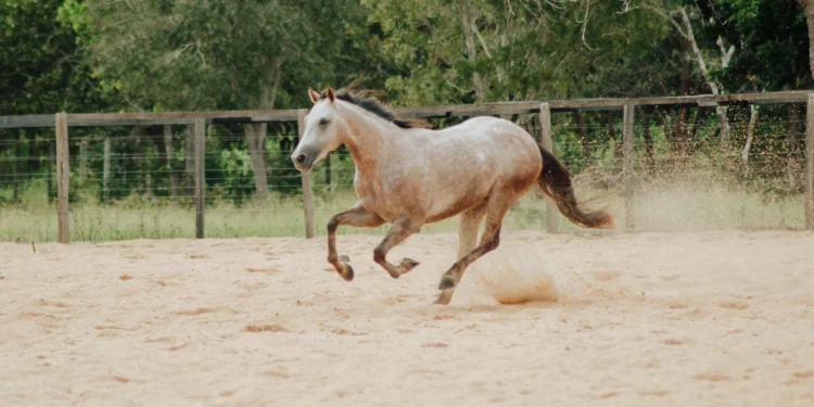 Adapec e CRMV promovem curso de resenha em Araguaína