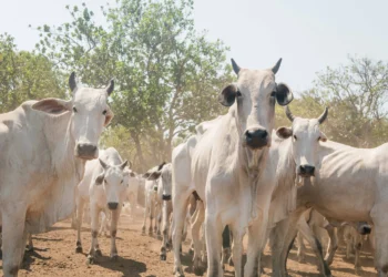 A expectativa é de que os proprietários de rebanhos na Ilha do Bananal tenham declarado aproximadamente 118 mil animais