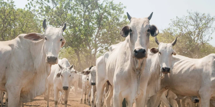 A expectativa é de que os proprietários de rebanhos na Ilha do Bananal tenham declarado aproximadamente 118 mil animais