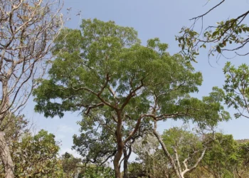 A queda no desmatamento foi registrado, principalmente, no Bioma Cerrado , pelo quinto mês consecutivo