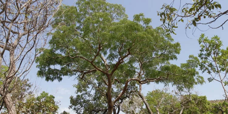 No dia do Cerrado, o Governo do Tocantins alcança uma importante marca: pelo quinto mês consecutivo o estado consegue reduzir o desmatamento ilegal na região