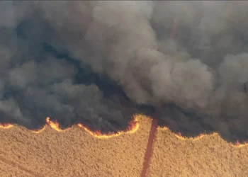 Queimadas no Estado de São Paulo• 24/08/2024REUTERS/Joel Silva