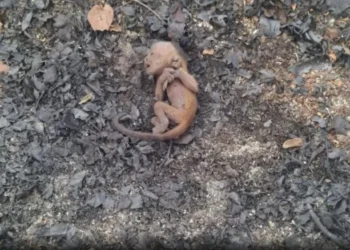 O sobrevivente foi apelidado de "Fênix", em referência ao pássaro mitológico que renasce das cinzas. • Ibama