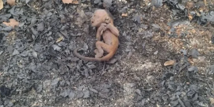 “Macaco Fênix” é resgatado de cinzas de incêndio no Pantanal