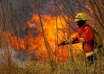 Em 2024 o Cerrado já registrou mais de 53 mil focos de queimadas. • Leopoldo Silva/Agência Senado