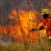 Queimadas nas savanas do Cerrado têm aumento de 221% em agosto
