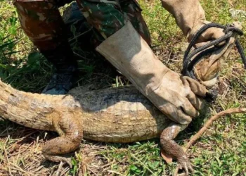 Militares com o jacaré na Ilha do Bananal • Divulgação/ 22º Batalhão de Infantaria Mecanizado