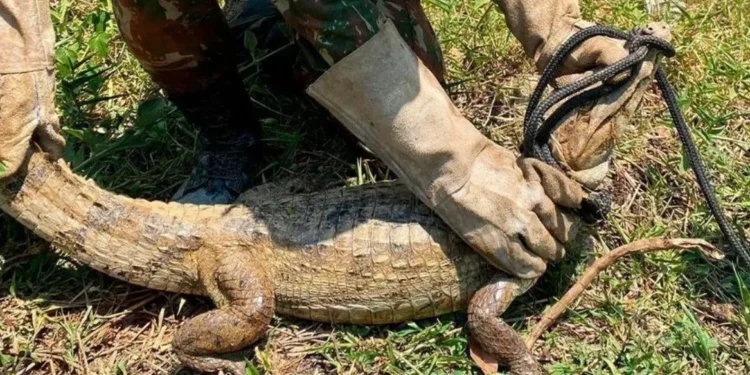 Jacaré é resgatado de área de queimada no Tocantins