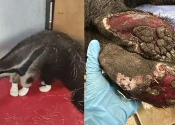 Tamanduá é resgatado em Brasília após ser encontrado em área atingida por incêndio. • Fundação Jardim Zoológico de Brasília