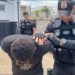 Polícia Civil elucida homicídio ocorrido em Araguaína e prende principal suspeito pelo crime