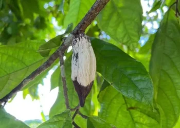 Nova praga coloca em risco produções de cacau no Norte do país
