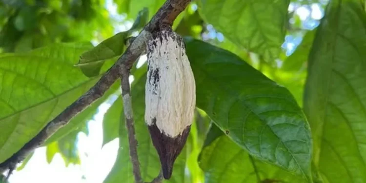 Nova praga coloca em risco produções de cacau no Norte do país