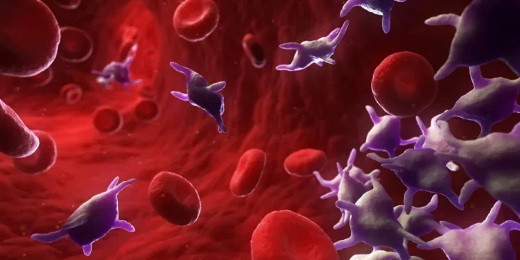 Sangue é composto por células como as plaquetas, os glóbulos vermelhos e os glóbulos brancos • SCIEPRO/GettyImages