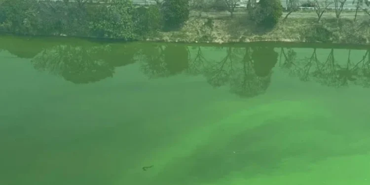 Rio Pinheiros fica verde na manhã desta segunda-feira (9), na zona Oeste de São Paulo. • Reprodução