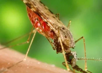 Mosquito Anopheles, vetor do patógeno da malária • Foto: James Gathany/CDC