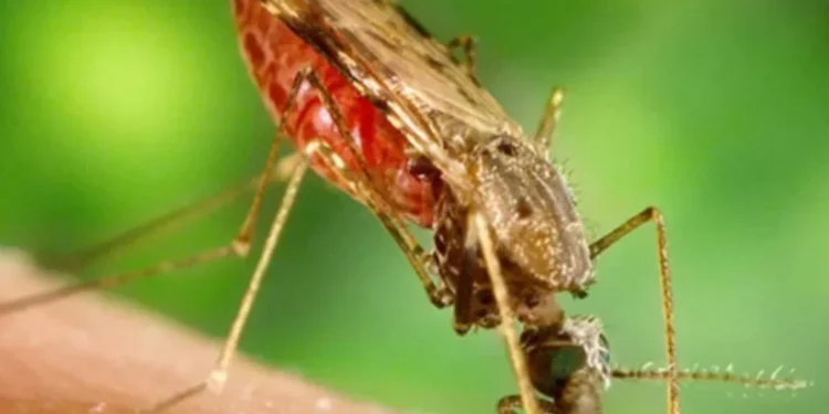 Novo medicamento para combater a malária é desenvolvido por cientistas