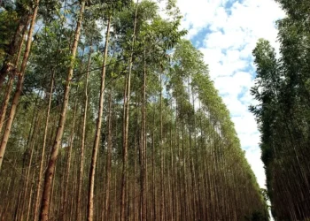 Área de florestas plantadas ficou em 9,7 milhões de hectares no ano passado, acréscimo de 2,5% ante 2022 — Foto: Wenderson Araujo/CNA