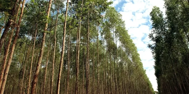 Valor da produção florestal cresceu 11,2% em 2023, para R$ 37,9 bilhões