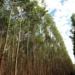 Valor da produção florestal cresceu 11,2% em 2023, para R$ 37,9 bilhões