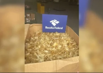 As barbatanas estavam desidratadas em caixas de papelão. • Receita Federal