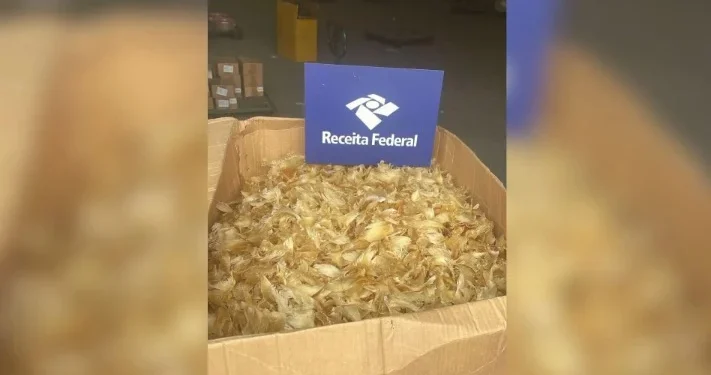 Reeceita Federal apreende 100 kg de barbatanas de tubarão em São Paulo